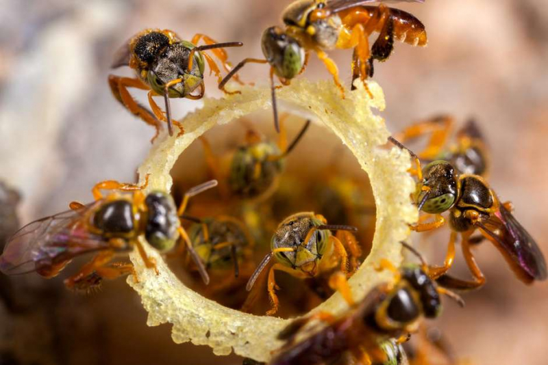 A extinção das abelhas poderia acabar com a vida na terra