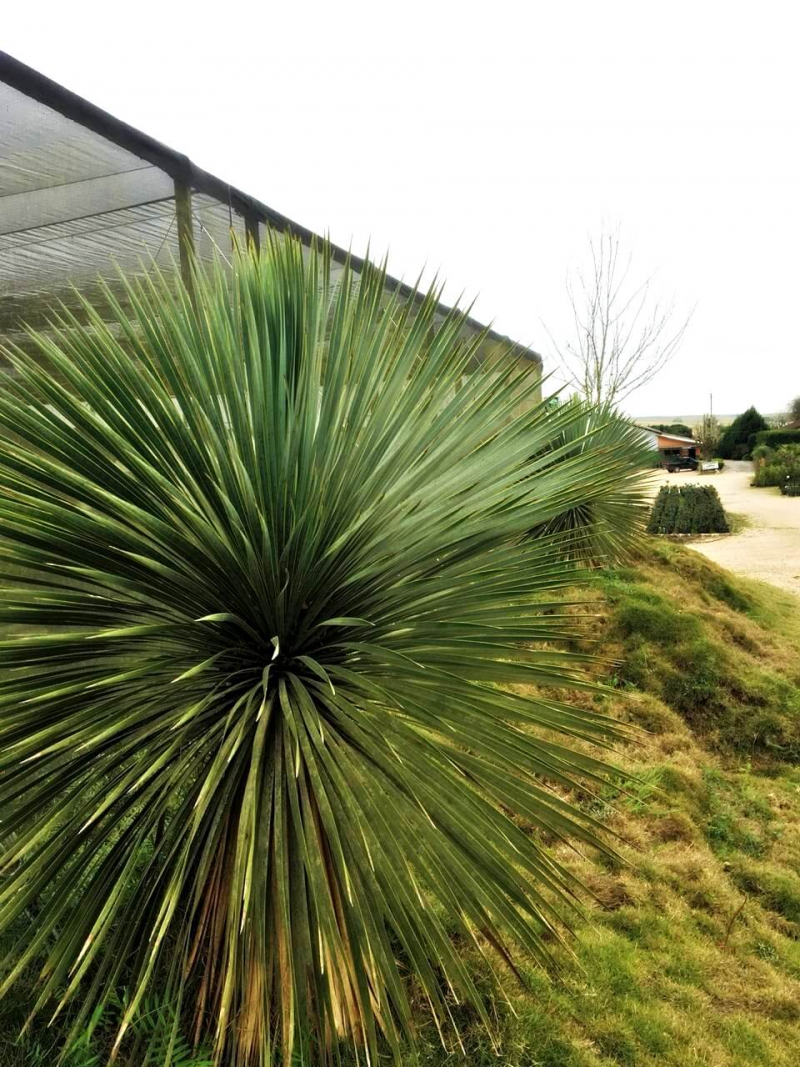 Plantas raras exÃ³ticas