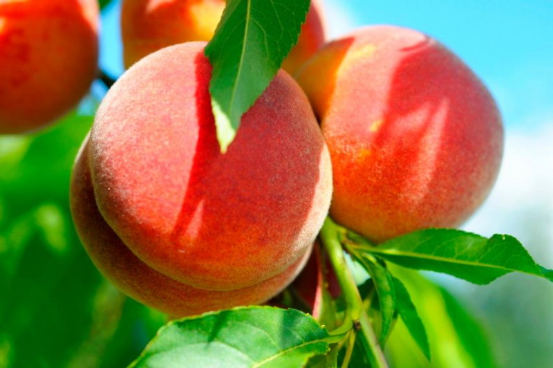 FrutÃ­feras