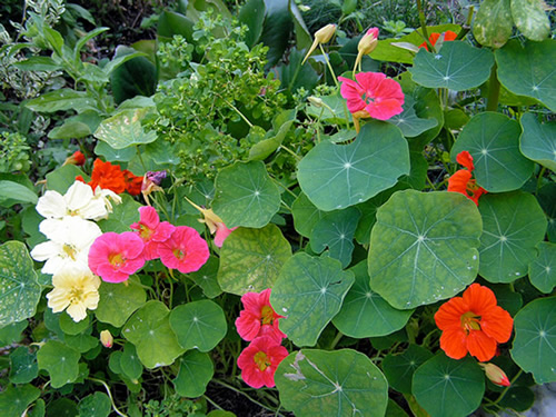 8 flores para plantar no jardim para o Verão - VPA