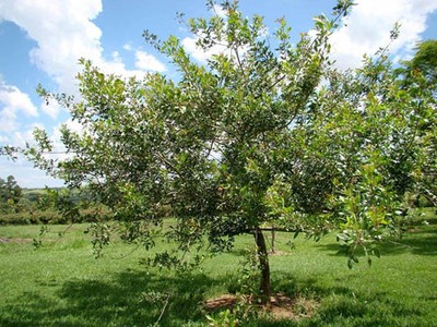 Pimenta-rosa: espécie de mil e uma utilidades
