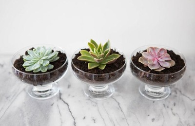 12 TRUQUES SIMPLES PARA TER FLORES LINDAS EM CASA