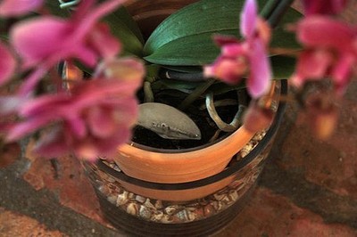 12 TRUQUES SIMPLES PARA TER FLORES LINDAS EM CASA
