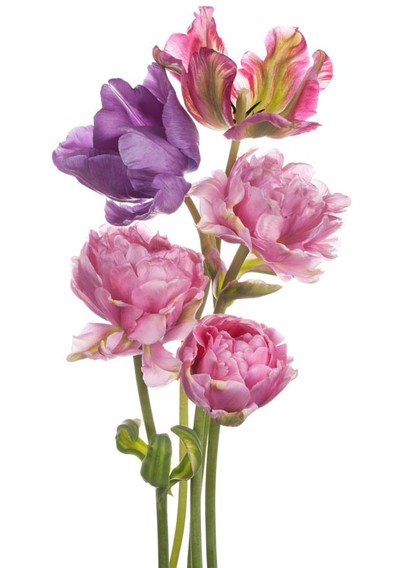 12 TRUQUES SIMPLES PARA TER FLORES LINDAS EM CASA