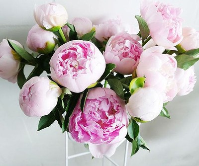 12 TRUQUES SIMPLES PARA TER FLORES LINDAS EM CASA