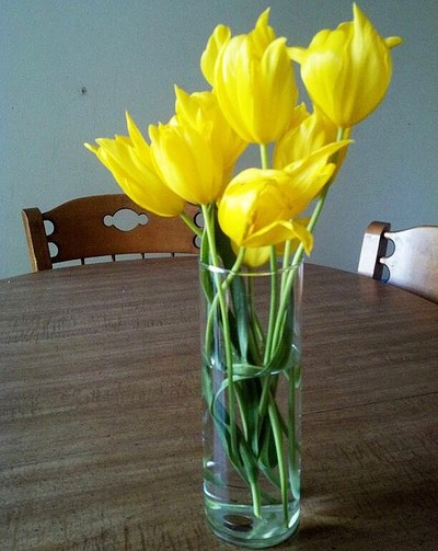 12 TRUQUES SIMPLES PARA TER FLORES LINDAS EM CASA