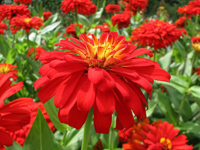 8 flores de verão para encantar o seu jardim