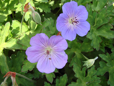 8 flores de verão para encantar o seu jardim