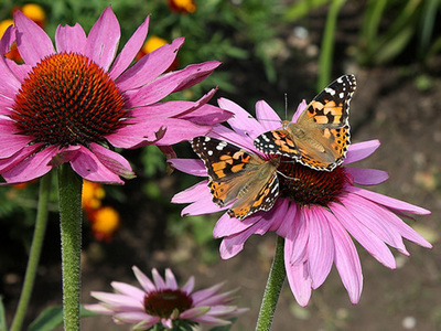 8 flores de verão para encantar o seu jardim