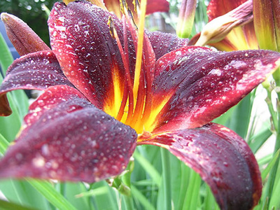 8 flores de verão para encantar o seu jardim