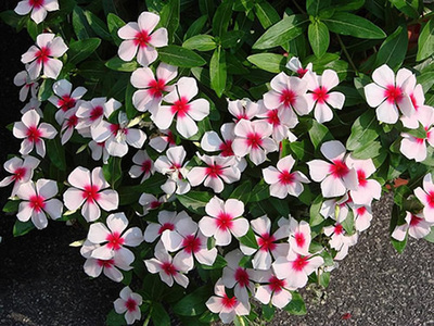 8 flores de verão para encantar o seu jardim