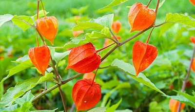 Fruta physalis – Seus 14 grandes benefícios para saúde