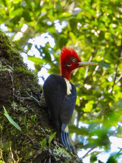Pica Pau Rei Ã© registrado em expediÃ§Ã£o de Birdwatching no VPA