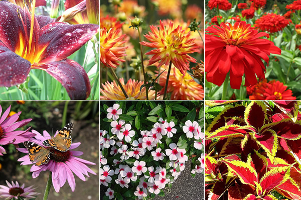 8 flores de verÃ£o para encantar o seu jardim