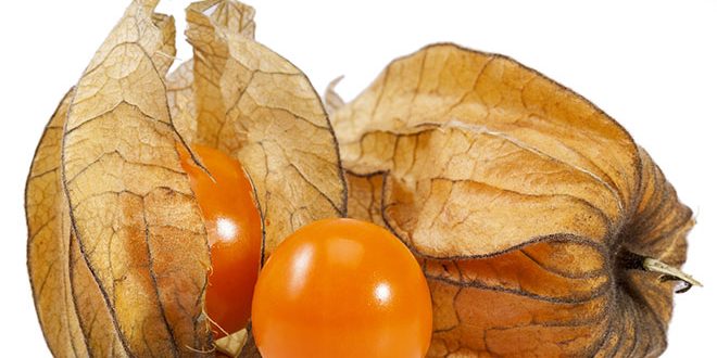 Fruta physalis â€“ Seus 14 grandes benefÃ­cios para saÃºde