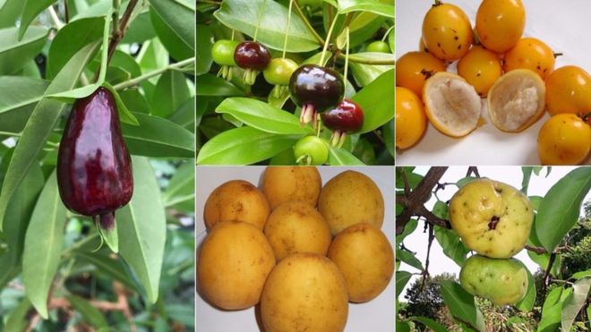 ConheÃ§a as â€˜superfrutasâ€™ encontradas na Mata AtlÃ¢ntica que pesquisadores tentam salvar da extinÃ§Ã£o