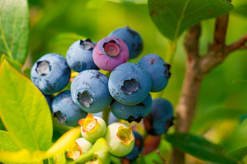 BenefÃ­cios Medicinais das Frutas
