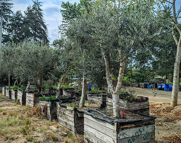 Oliveiras - ConheÃ§a mais sobre essa planta fantÃ¡stica