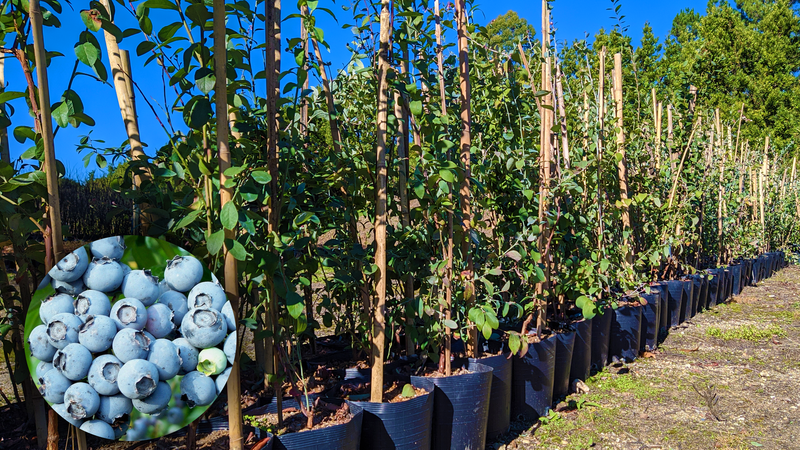Mirtillo â€“ ConheÃ§a mais sobre essa fruta e seus benefÃ­cios