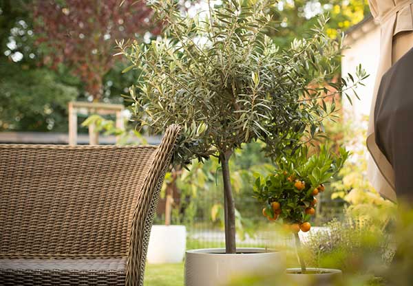 5 MOTIVOS PARA USAR A OLIVEIRA EM SEU JARDIM