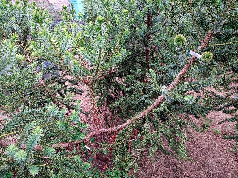 PROFESSOR CONSTATA FLORAÃ‡ÃƒO PRECOCE DE ARAUCÃRIAS ENXERTADAS