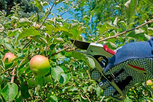 A importÃ¢ncia da poda nas frutÃ­feras