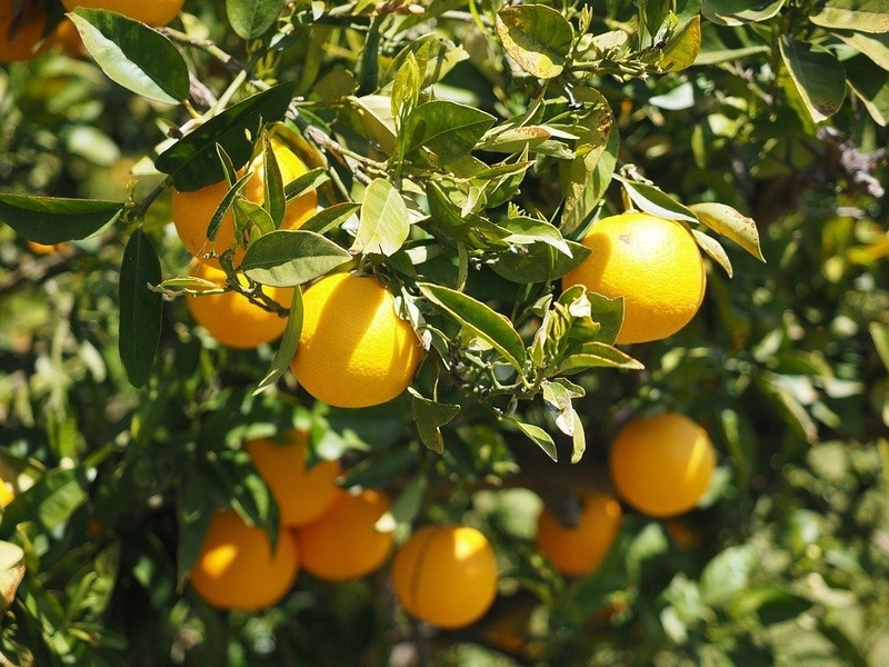 A MELHOR Ã‰POCA PARA PLANTAR FRUTÃFERAS