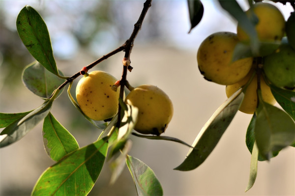 5 FRUTÍFERAS NATIVAS DO BRASIL PARA VOCÊ EXPERIMENTAR