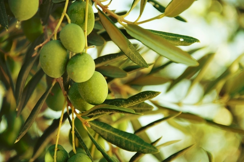 Oliveira