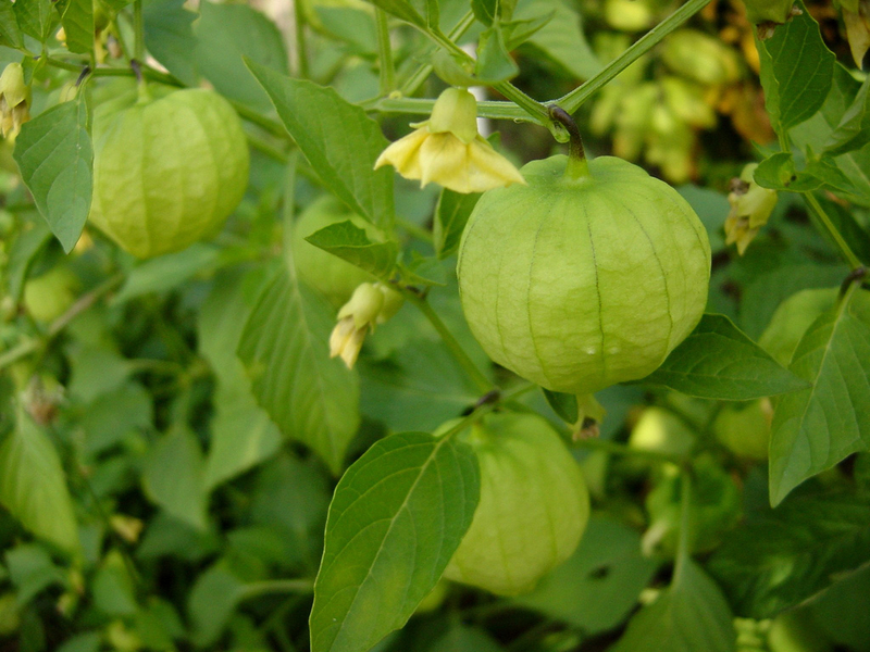 Physalis