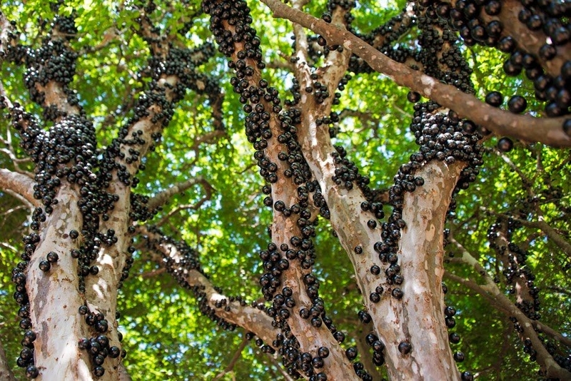 Jabuticaba