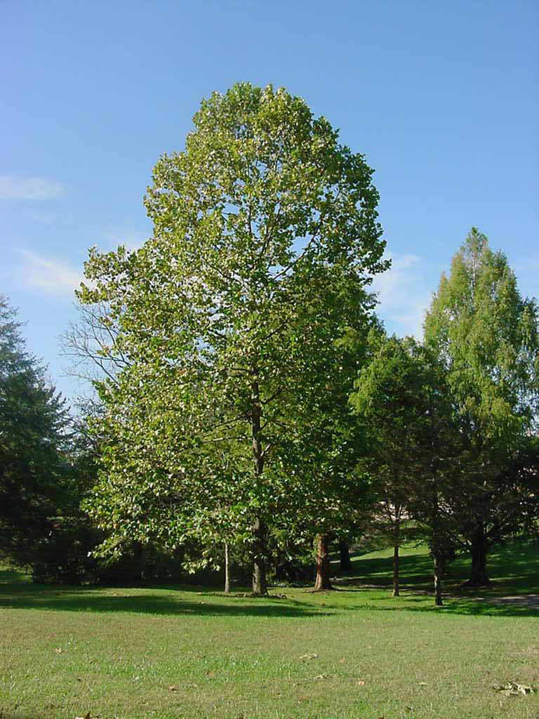 Platanus