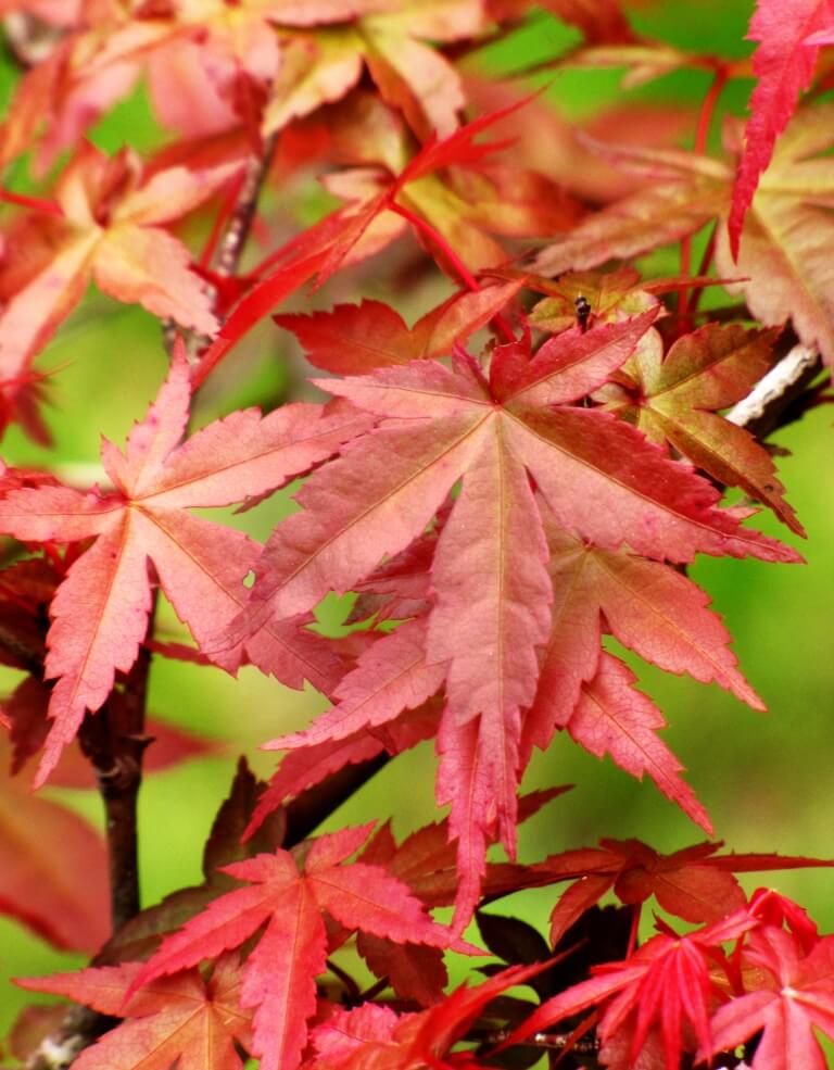 Acer Palmatum