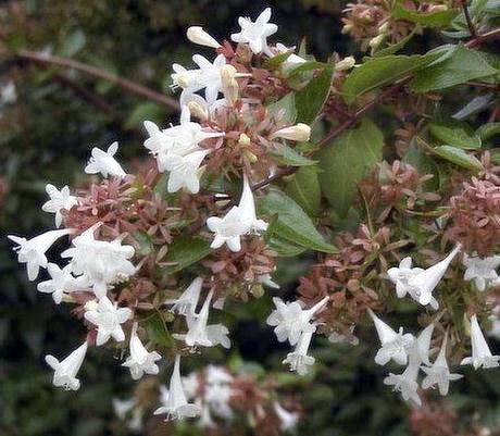 Abelia