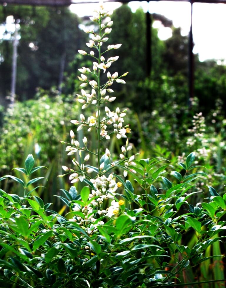 Nandina