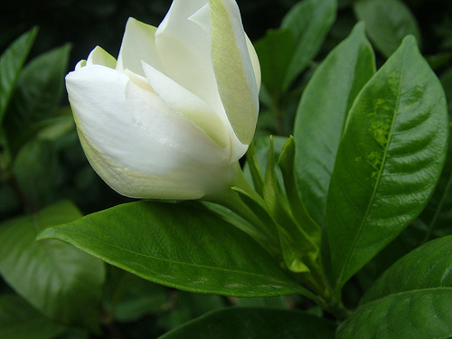 GardÃªnia