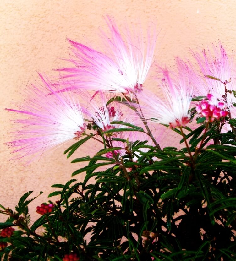 Caliandra