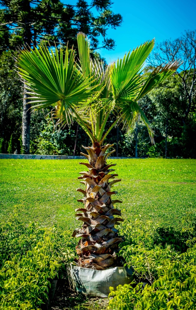 Washingtonia