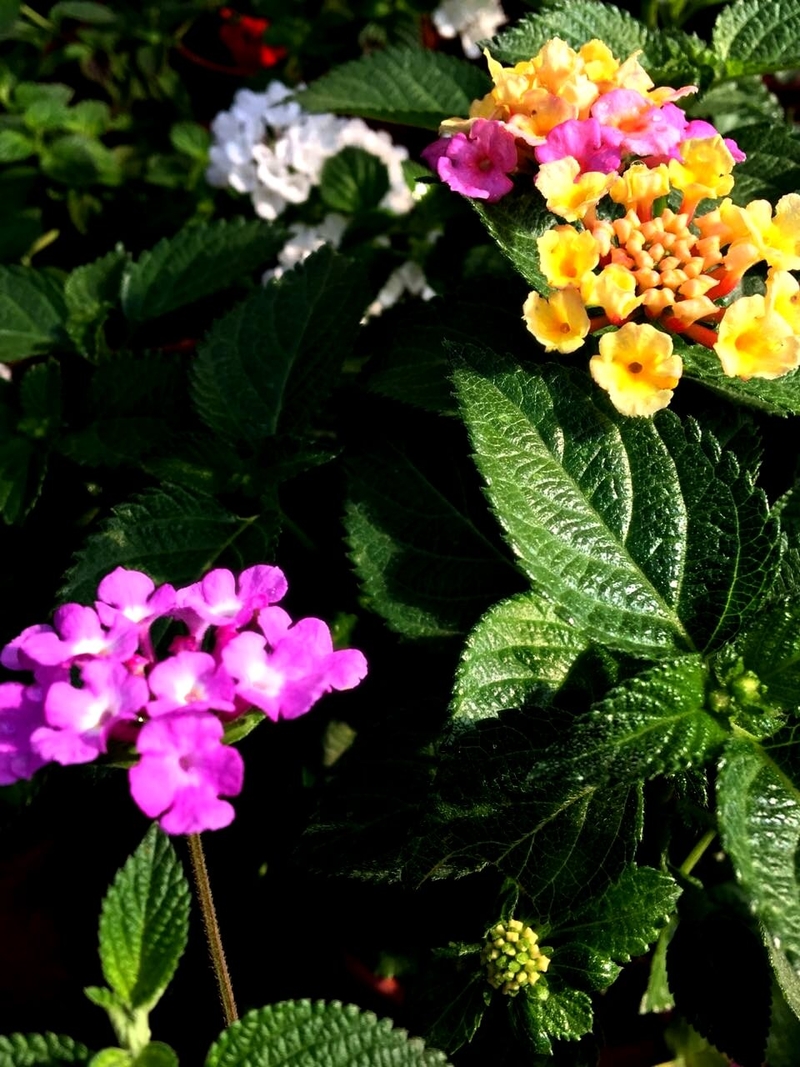 Lantana