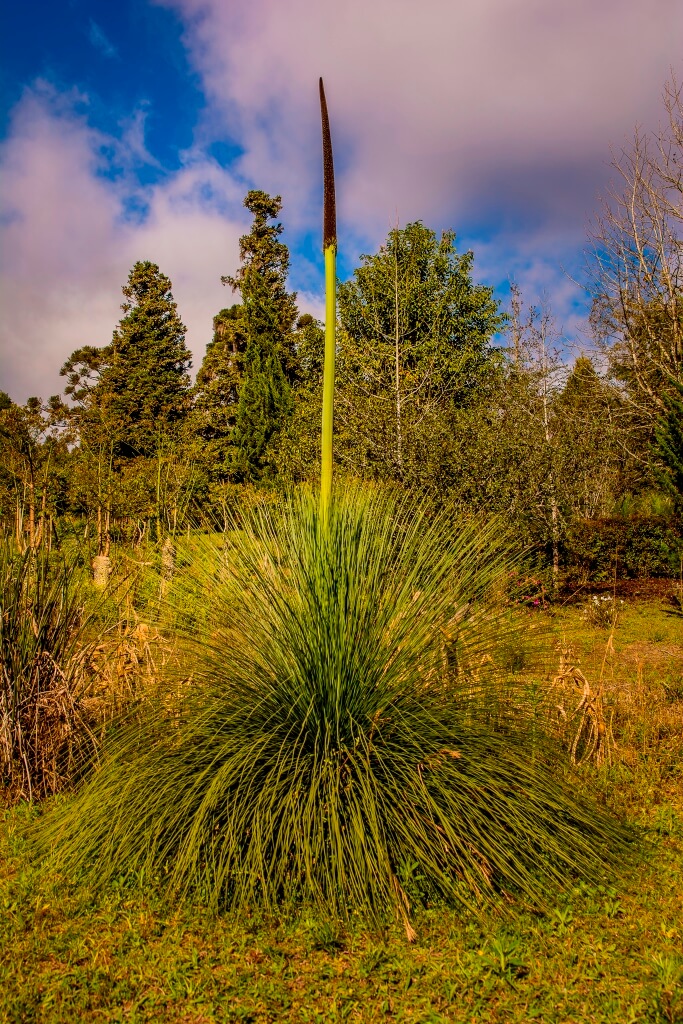 Xantorreia