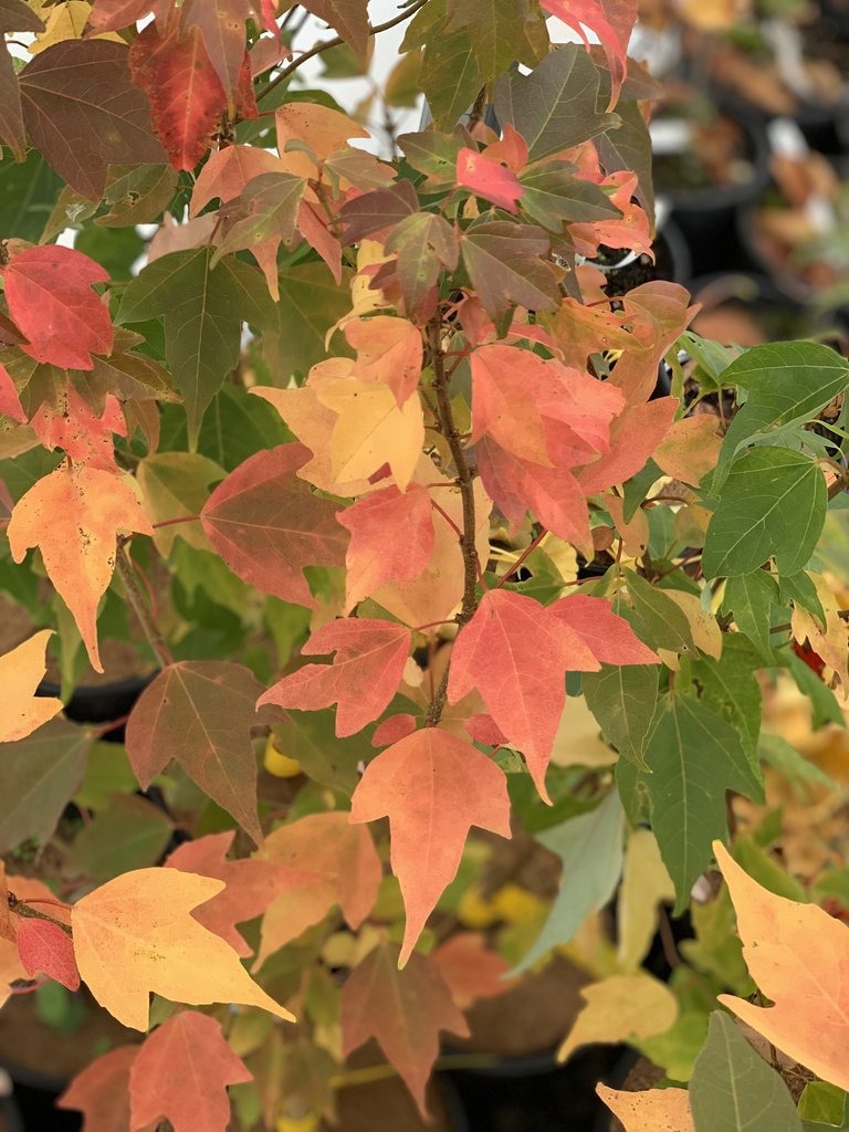 Acer tridente