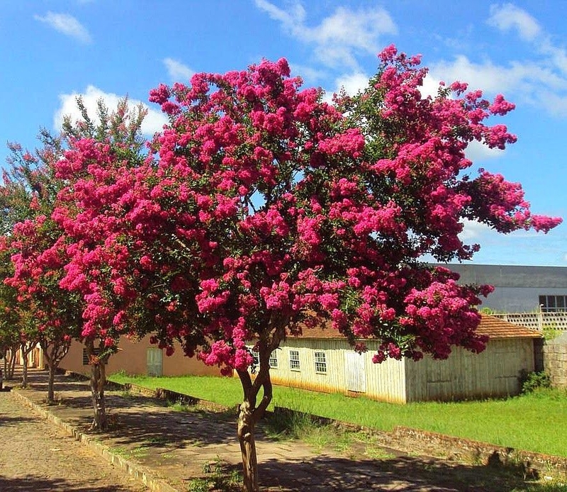 Extremosa