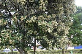 Guamirim