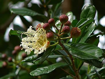 Dedaleiro