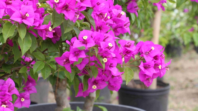 Primavera