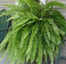 Samambaia Americana