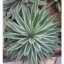 Agave