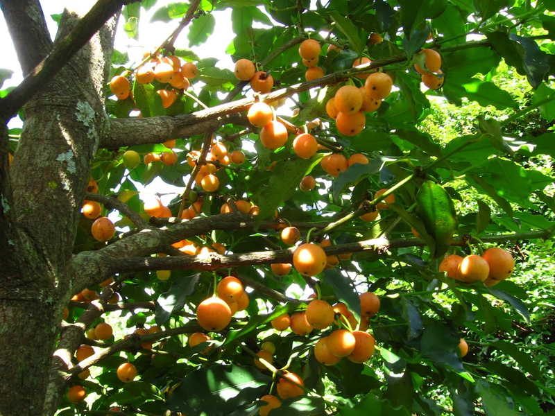 Bacupari