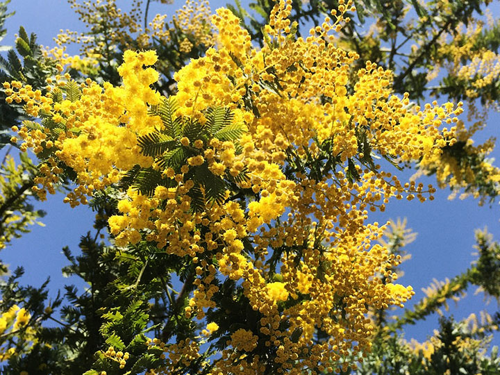 Acácia Mimosa