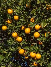 Laranja Salustiana 